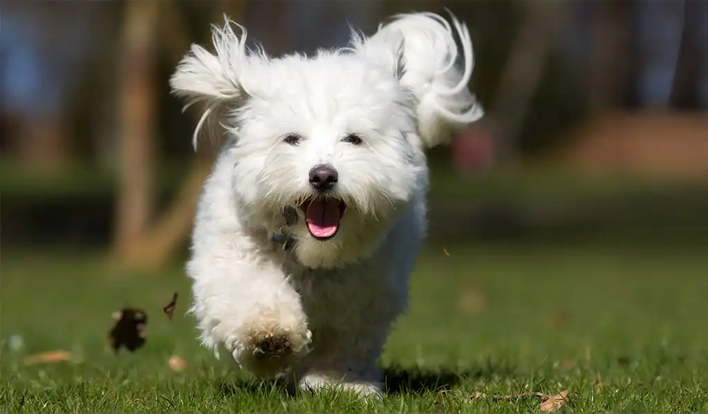 Котон-де-тулеар