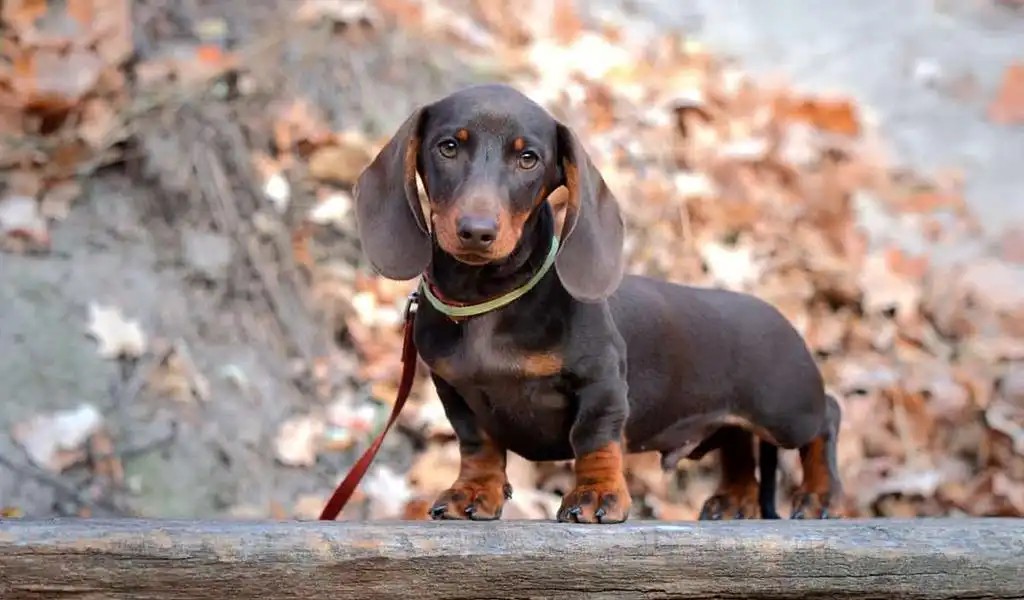 Кроляча такса