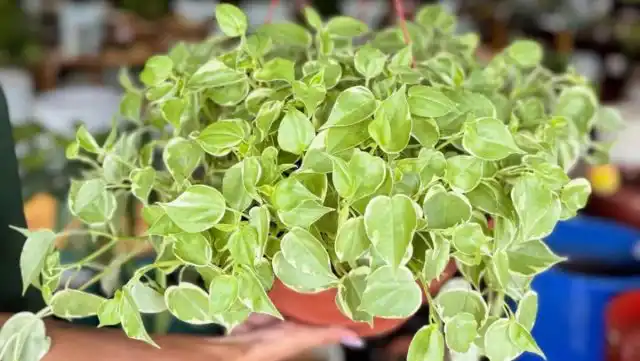 Пеперомия — универсальное и неприхотливое растение с сотнями видов, включая вариегатные и ампельные формы. Она любит тепло и рассеянный свет, редко нуждается в поливе и легко впишется в любой интерьер. Отличный выбор для замены хлорофитума. Отдельное внимание советуем уделить сорту пеперомии сканденс "Вариегата" (scandens 'Variegata').