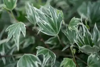 Плющ обыкновенный "Вайт Риппл" ('White Ripple').