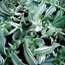 Сорт "Квиксильвер" ('Quicksilver') с красивыми серебристыми полосами на серо-зеленых листьях.