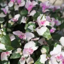 Сорт "Мейден Блаш" ('Maiden's Blush') с интересными розовыми и нежно-белыми листьями (они также различаются по цвету, в зависимости от возраста).