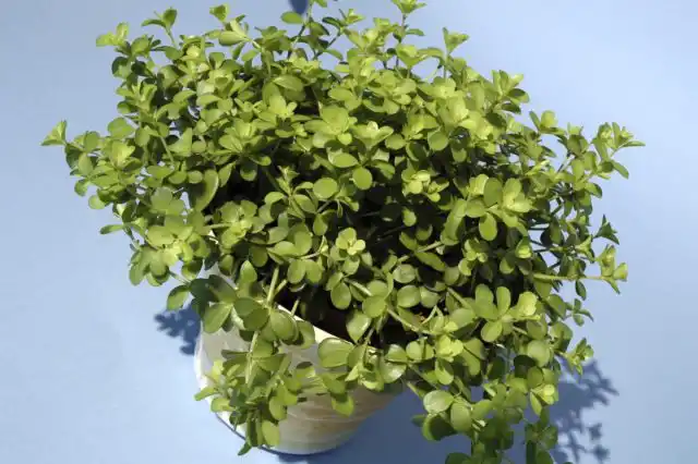 Пеперомия Хоффмана (Peperomia hoffmanii) тоже несёт некрупные сочные листики, но обилие и длина побегов позволяют использовать её в качестве полноценного ампеля.
