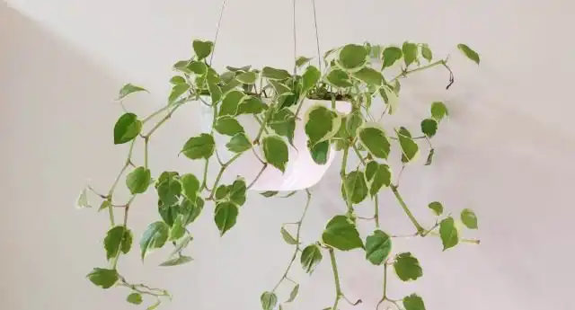 Пеперомия лазящая (Peperomia scandens) с толстенькими ползучими или свисающими стеблями имеет некрупные, мясистые, округлые или с вытянутым кончиком листики светло-зелёной окраски.