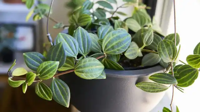 Пеперомия четырёхугольная (Peperomia Quadrangularis) иногда имеет чуть угловатые в сечении стебли с тёмно-зелёными овально-заострёнными листиками, украшенными чётко прочерченными жилками.