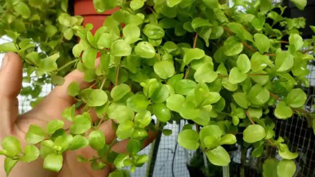 Пышный изумрудно-зелёный каскад образует пеперомия японская (Peperomia japonica).