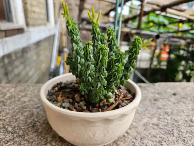 Весьма оригинальная внешность у пеперомии столбчатой (Peperomia columella).