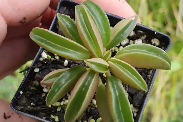 На толстых стеблях, одревесневающих со временем, размещаются толстые листья необычной формы - смотрятся, как недослепленные вареники.