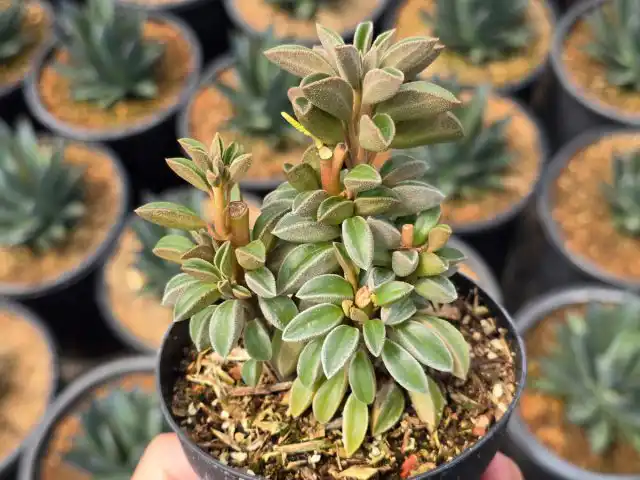 Листья пеперомии Вольфганг-Крани (Peperomia Wolfgang-Krahnii) - заметно более толстые «вареники».