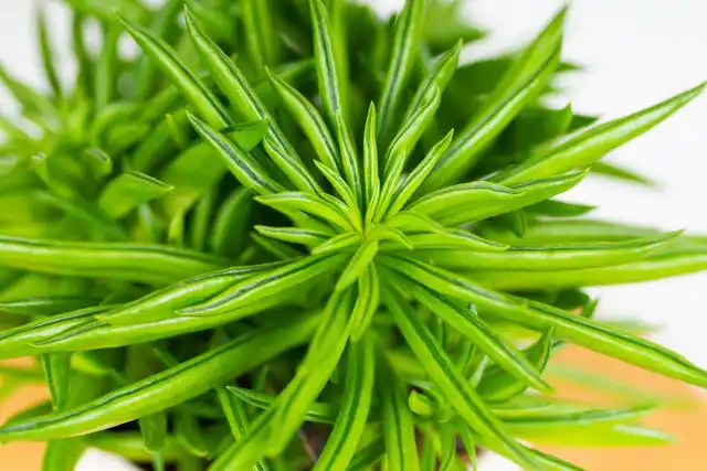 У пеперомии железистой (Peperomia ferreyrae) листья более узкие и длинные, похожи на раскрывающиеся стручки.