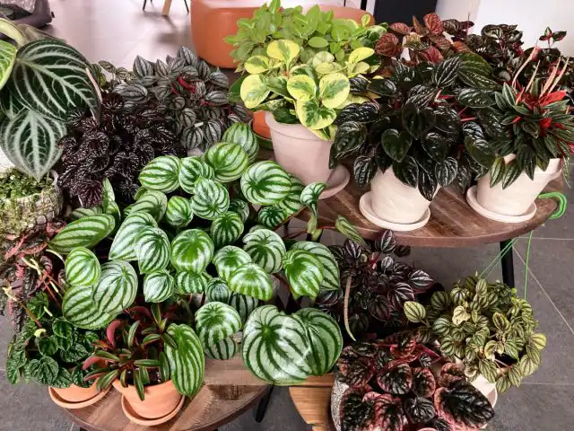 Самое ценное качество пеперомий - декоративная листва, которая может быть сочной и толстой, как у каланхоэ, бумажно-тонкой, как у перца, и разных промежуточных вариантов.