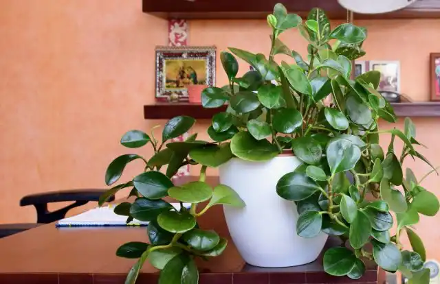 Пеперомия туполистная (Peperomia obtusifolia). Толстые стебли розоватого или красноватого цвета, такие же черешки. Листья толстые, кожистые, восковые.
