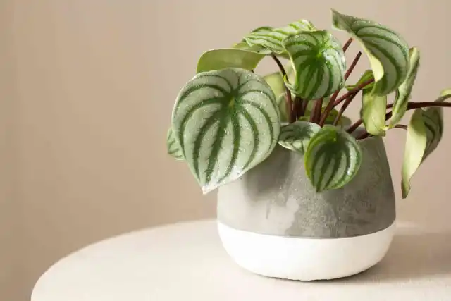 Пеперомия серебристая (Peperomia argyreia), или арбузная - компактное растеньице с каплевидными арбузно-раскрашенными серебристо-зелёными плотными листиками на красноватых черешках.