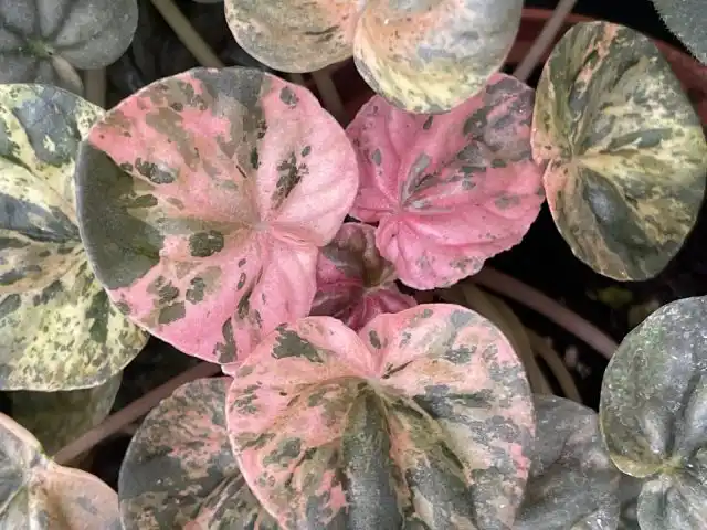 У пеперомии мраморной "Марбл Пинк" ('Marble Pink') на ярком свету (но не на прямом солнце!) отрастают тёмно-зелёные листики с ярко-розовыми хаотичными пятнами.