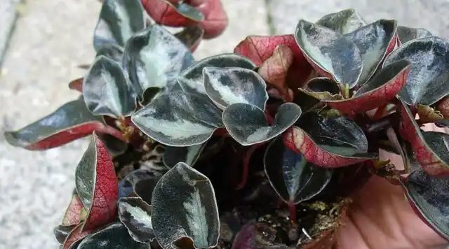 Пеперомия металлика (Peperomia metallica) отличается металлическим блеском гладкой листвы. Наиболее известный сорт "Колумбиана" ('Columbiana').