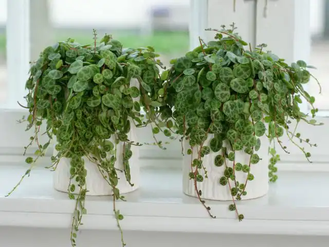 Малышка пеперомия стелющаяся (Peperomia prostrata) из горшка свисать будет, но тоненькими побегами с малюсенькими округлыми по-черепашьи раскрашенными листиками.