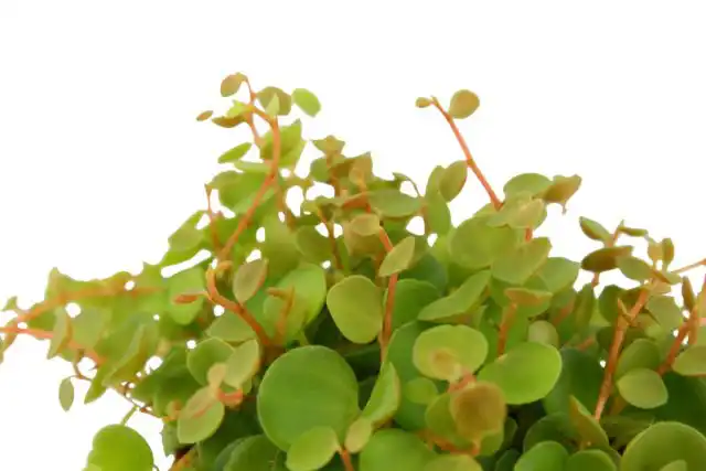 Пеперомия бангроана (Peperomia bangroana) с крошечными, с ноготь большого пальца, толстенькими блестящими зелёными листиками.