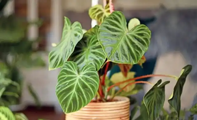 Филодендроны (Philodendron), известные своей неприхотливостью, будут процветать в помещении, если дать им достаточное количество освещения и воды.