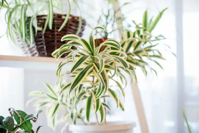 Хлорофитум (Chlorophytum) иначе называют цветком-пауком. Безопасное растение можно даже пожевать — оно безвредно даже для самых маленьких.