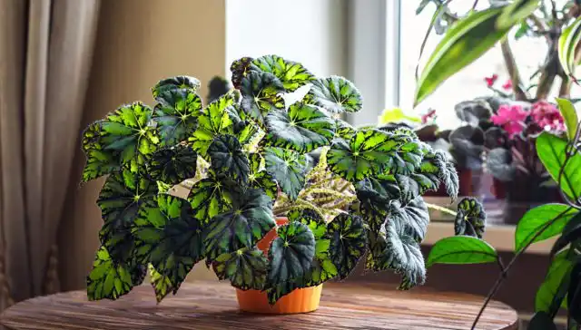 Есть среди неприхотливых комнатных растений и своя принцесса. Бегония (Begonia) — красивый и яркий цветок, крайне популярный у садоводов.