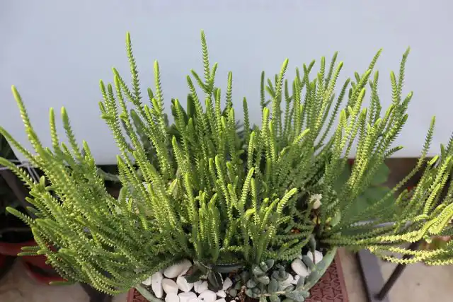 Родина плауновидной толстянки — Африка. Крассула светолюбива, однако яркое освещение может обжечь листья, а в тени растение моментально потеряет компактность и начнёт вытягиваться.