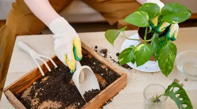 Лиана предпочитает рыхлую, хорошо дренированную, плодородную землю.