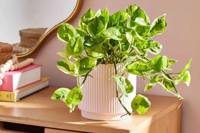 Потос можно выращивать традиционным способом в качестве горшечной культуры.