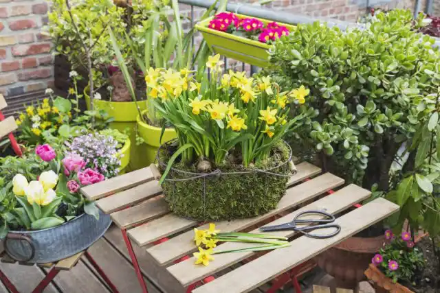 Большинство растений лучше смотрятся не соло, а в композициях. Красивоцветущие заметно выигрышнее выглядят на ровном фоне, пряморастущие - в компании со свисающими или плетущимися.