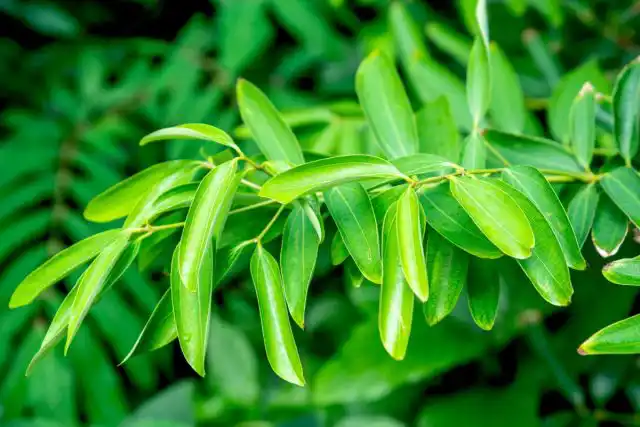 Коричное дерево предпочитает яркий, но рассеянный свет. Крона будет значительно гуще там, где деревце получает много солнца.