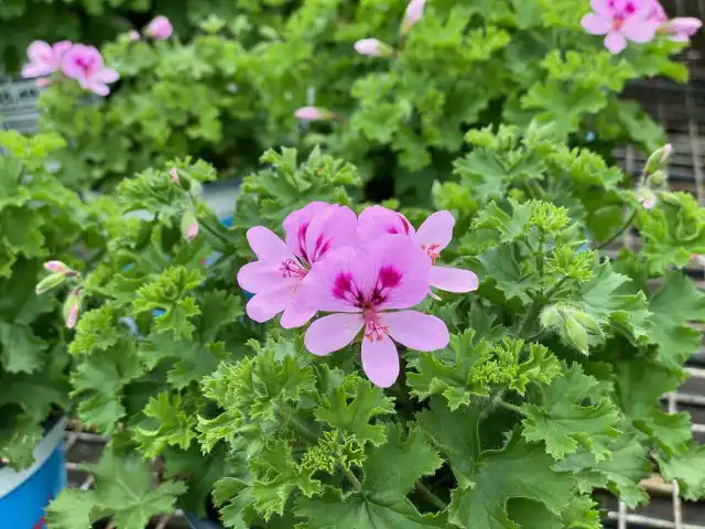 Душистая пеларгония "Лемона" ('Lemona') сочетает в себе самые востребованные качества душистых пеларгоний – крупные пышные цветки и изысканный аромат.