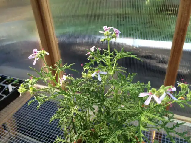 "Скелетон Роуз" ('Skeleton Rose'), или «Доктор Ливингстон» это сорт содержит очень высокие концентрации эфирных масел, аналогичных цитронелле.