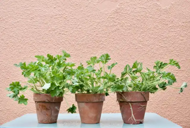 Душистые пеларгонии возможно выращивать в горшках в саду или на подоконнике, либо высаживать в грунт.