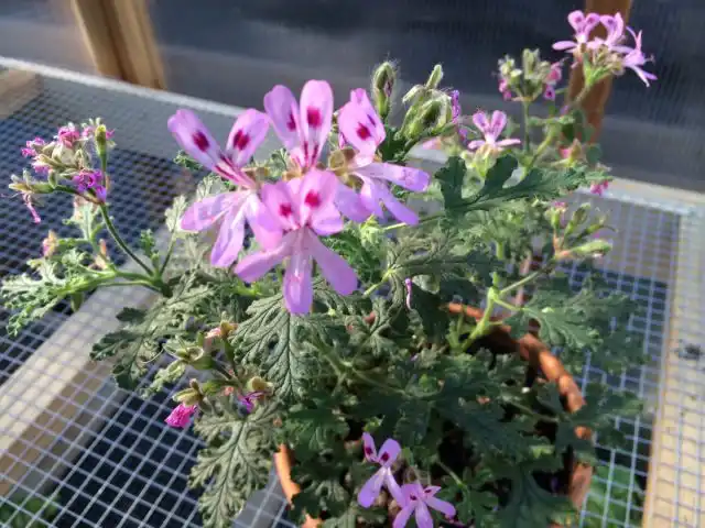 Если вы высаживаете ее в горшок, выберите контейнер диаметром не менее 30 см или больше с дренажными отверстиями.