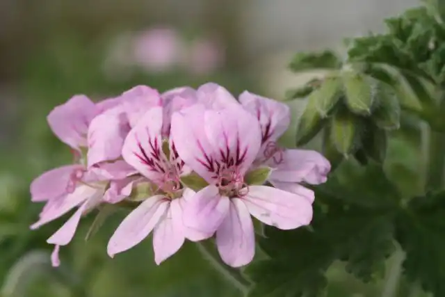 Фантастический аромат розы, крепкие крупные листья и небольшие лавандово-розовые цветки с румянцем заставят вас полюбить "Аттар оф Розес" ('Attar of Roses').