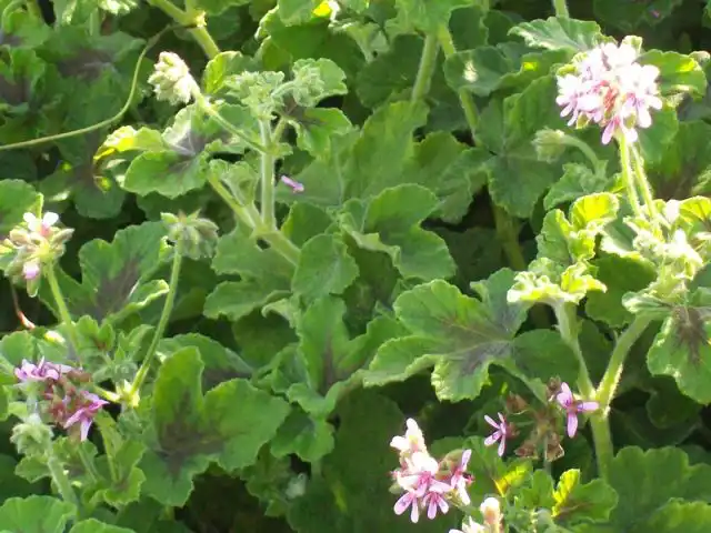 Аромат перечной мяты и мягкие, как мех, войлочные листья делают "Чоколэт Пепперминт" ('Chocolate Peppermint') хорошим выбором для окна или террасы в полуденной тени.