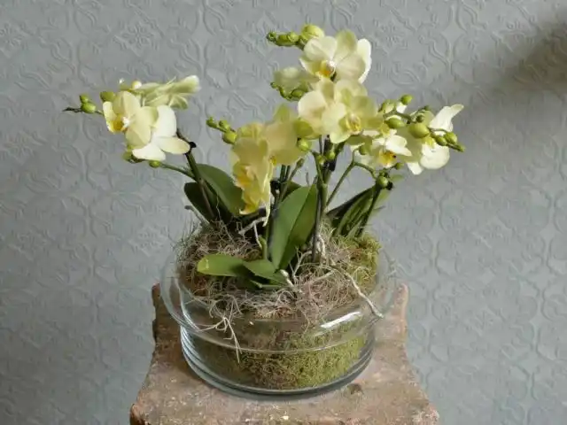 Очень популярны для общего кашпо орхидеи разных расцветок.