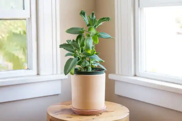 Так как каланхоэ — суккулент, то им по душе теплый и солнечный климат. Поэтому лучше выбирать наиболее освещенные окна в квартире.