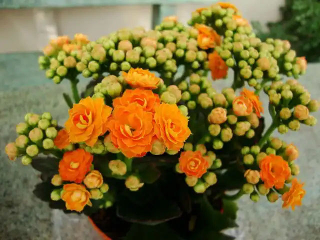 Каланхоэ Блоссфельда (Kalanchoe blossfeldiana) — это обильно и продолжительно цветущее растение, чьи маленькие цветки собираются в небольшие соцветия-зонтики над волнистыми по краям листьями.