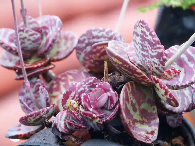 Он вырастает до 40 см и покрыт красивыми сизыми яйцевидными листьями с прожилками и отметинами разного цвета: от желто-зелёного до коричневато-пурпурного.