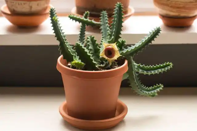 Гуэрния чем-то напоминает инопланетное существо. Она невысокая - 10-30 см, с утолщенными 4-7-гранными побегами, расходящимися в стороны от основания и покрытыми зубцами.