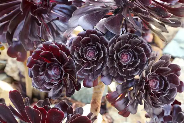 «Блэк Роуз» (Aeonium arboreum 'Black Rose') очаровывает даже своим названием - «черная роза».