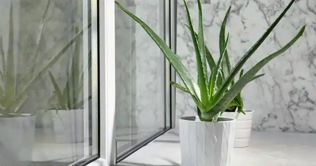 Алоэ вера (Aloe vera), или настоящее алоэ, как его обычно называют ботаники, травянистый суккулент из семейства лилейных (асфоделовых).