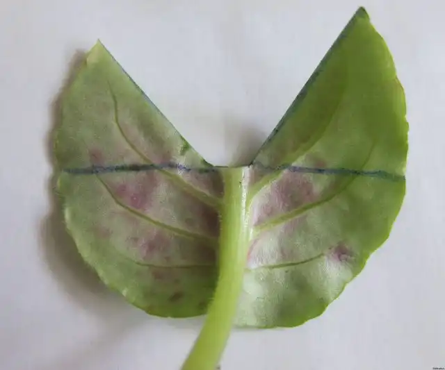 Большая листовая пластинка испаряет много влаги и листу трудно будет сосредоточиться на укоренении. Резать нужно по жилкам, то есть получится вырезанный из листовой пластинки клин.