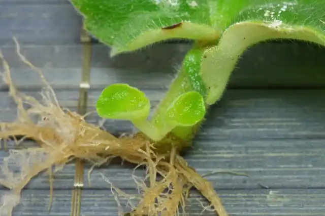 Недели через две появятся корешки, а ещё через полтора месяца черешок обрастёт и корнями, и молодыми растеньицами.