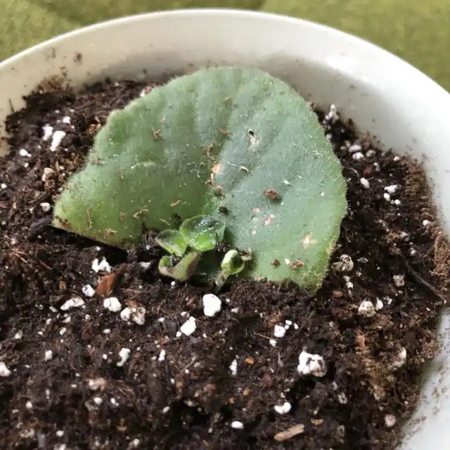 Листья сенполий умеют выращивать детёнышей не только на черешках. Вся пластинка листа подходит для этой операции.