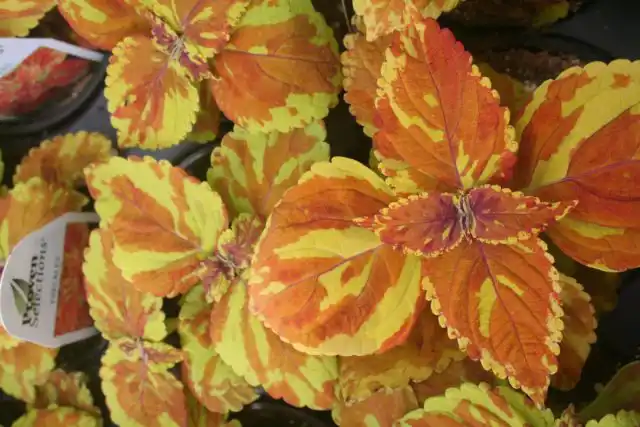 "Фриклз", или "Веснушки" ('Freckles') - миниатюрный колеус, вырастающий до 25-30 см в высоту.