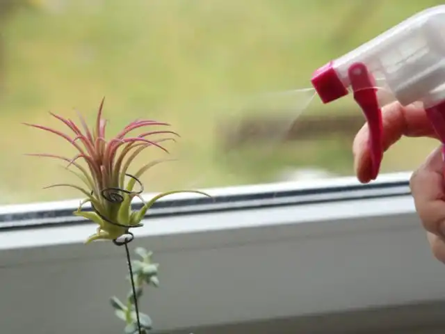 В жаркие дни летнего периода растения лучше опрыскивать каждый день можно даже несколько раз за день.