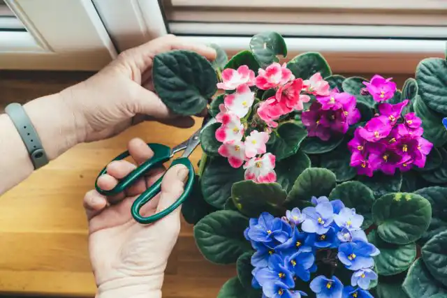 Африканские фиалки, или сенполи (Saintpaulia) — популярные комнатные растения родом из Танзании в Восточной Африке.