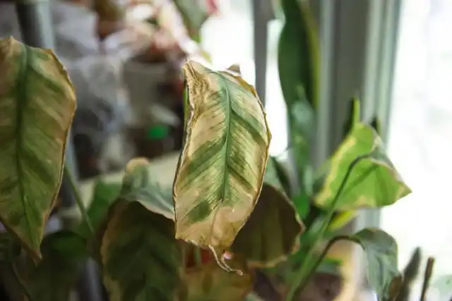 Снижение температуры может вызвать повреждения клеток, а жара — обжечь и иссушить растения.