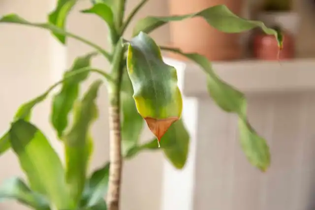 Низкая влажность приводит к тому, что растения высыхают быстрее, их листья становятся менее блестящими и увеличивается вероятность нападения паутинного клеща.